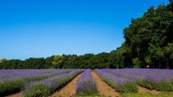 Lavendel 