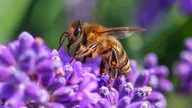 Lavendel 