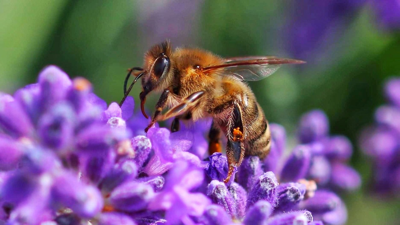 Lavendel 