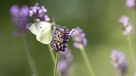 Lavendel 