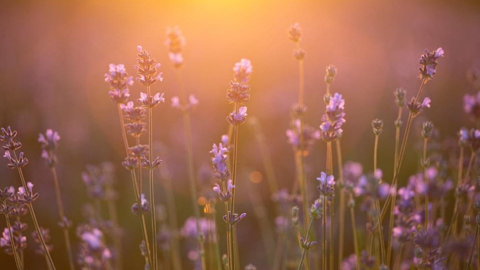 Lavendel 