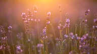Lavendel 