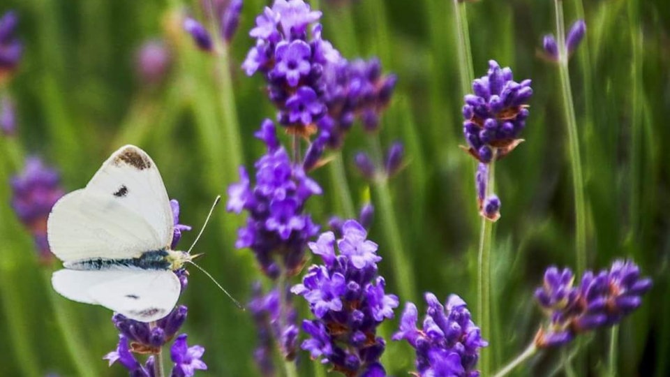Lavendel 