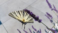 Lavendel 