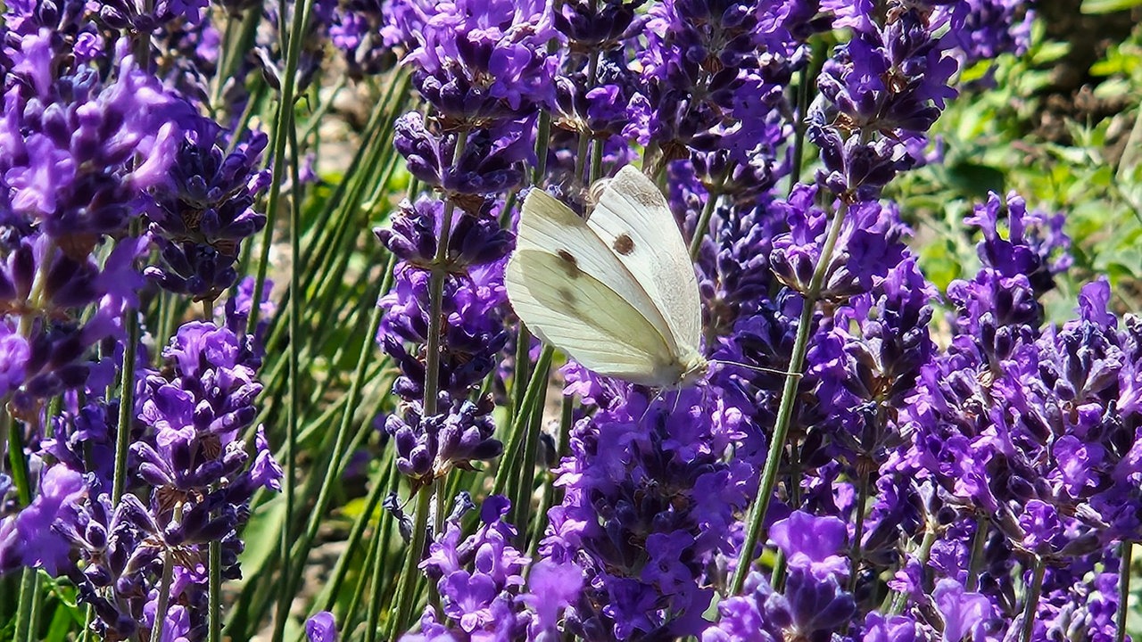 Lavendel 