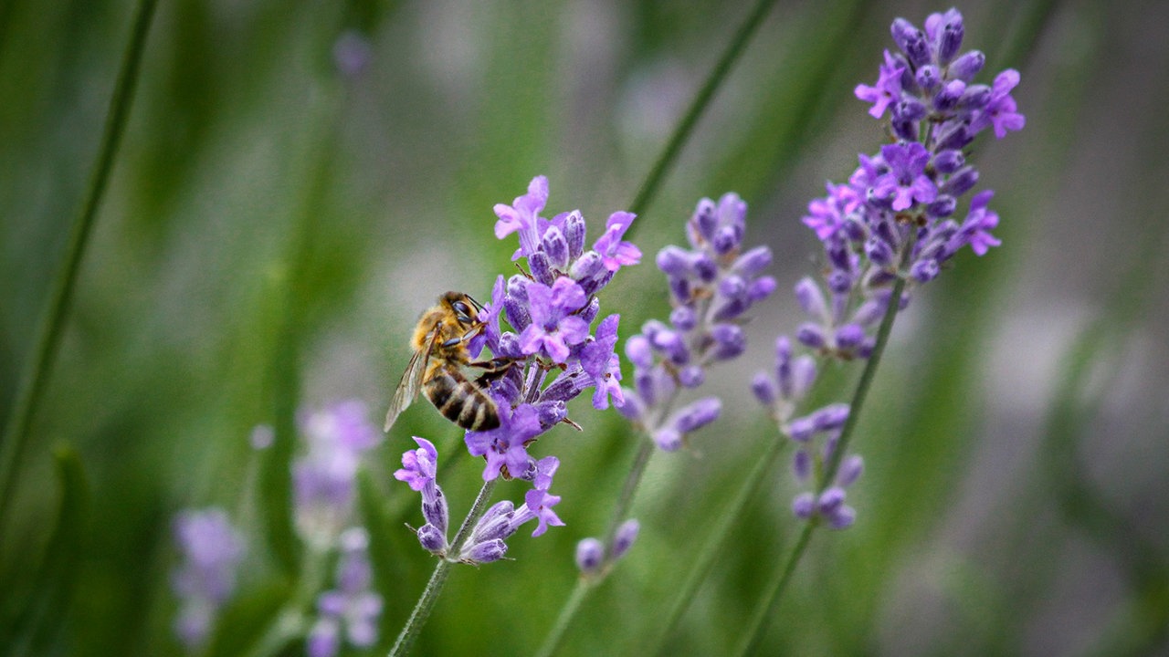 Lavendel 