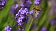 Lavendel 