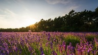 Lavendel 