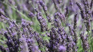 Lavendel 
