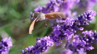 Lavendel 
