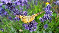 Lavendel 
