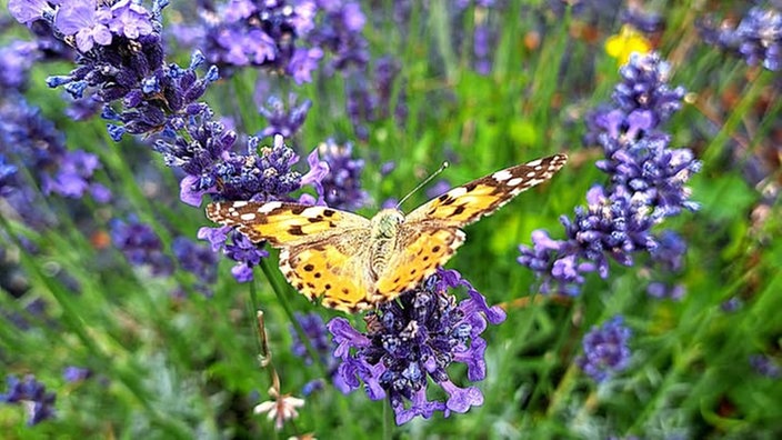 Lavendel 