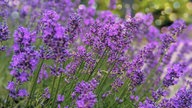 Lavendel 