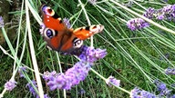 Lavendel 