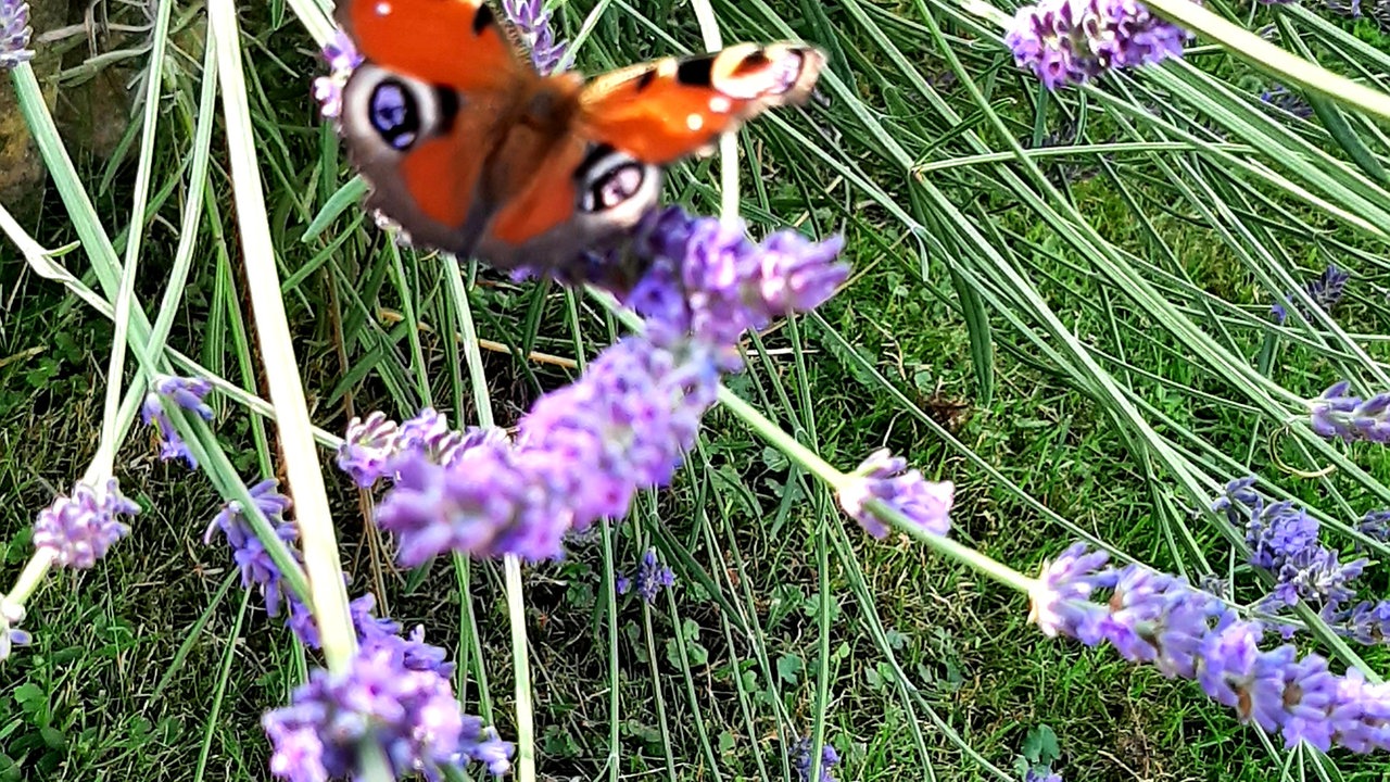 Lavendel 