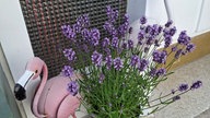 Lavendel 
