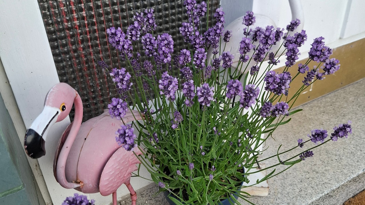 Lavendel 
