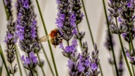 Lavendel 