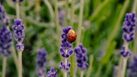 Lavendel 
