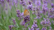 Lavendel 