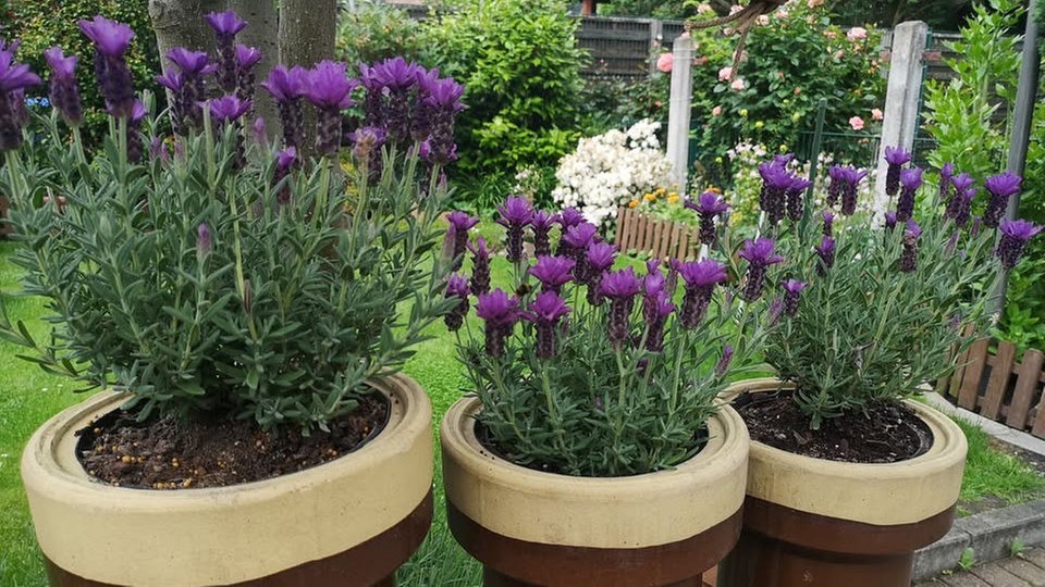 Lavendel 