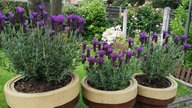 Lavendel 