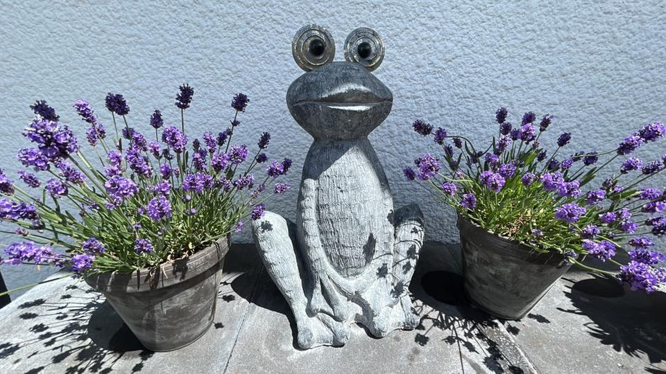 Lavendel 
