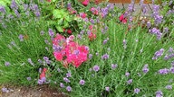 Lavendel 