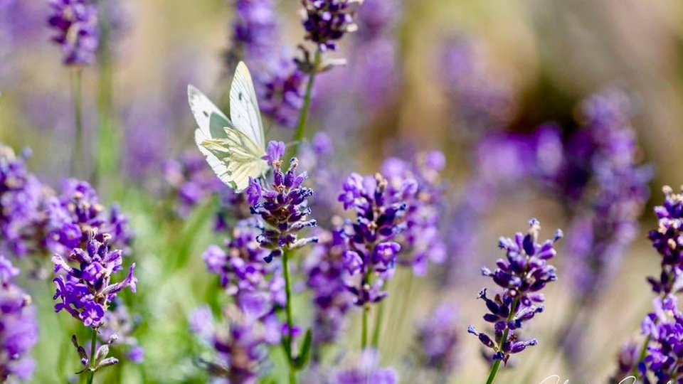 Lavendel 