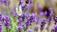 Lavendel 