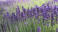 Lavendel 