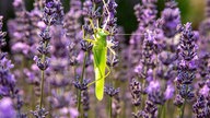 Lavendel 