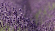 Lavendel 