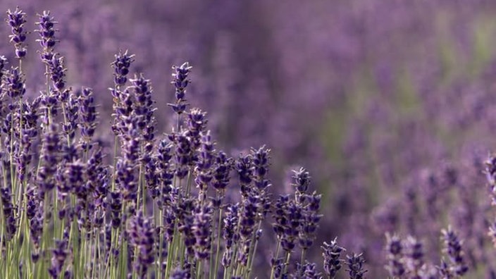 Lavendel 