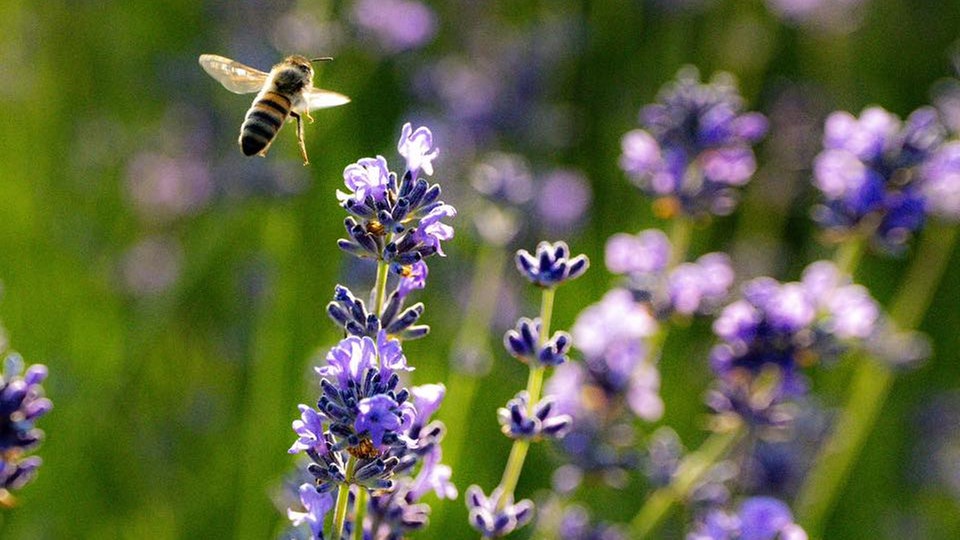 Lavendel 