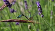 Lavendel 