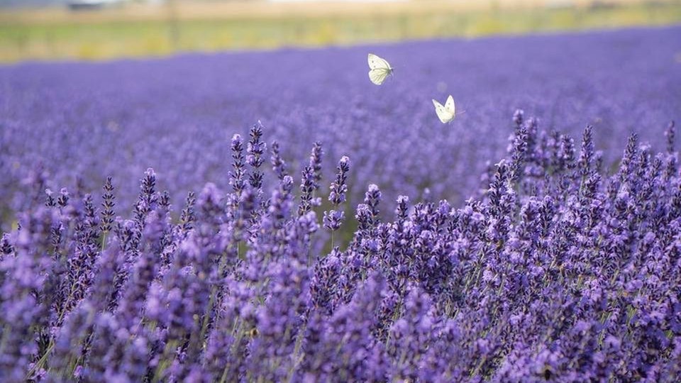 Lavendel 