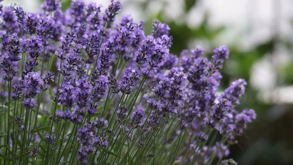 Lavendel 