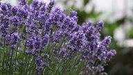 Lavendel 