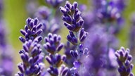 Lavendel 