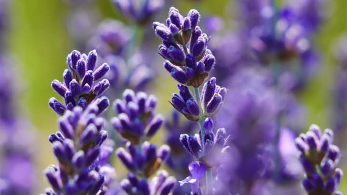 Lavendel 