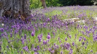 Lavendel 