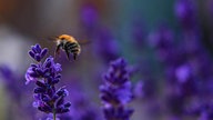 Lavendel 