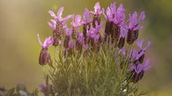 Lavendel 