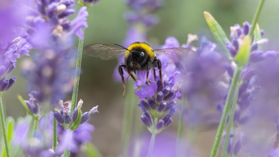 Lavendel 