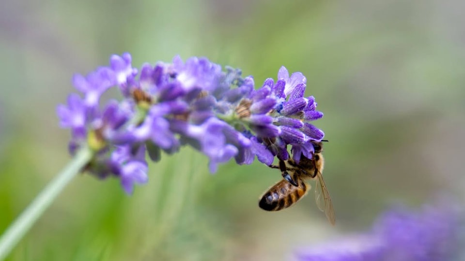 Lavendel 