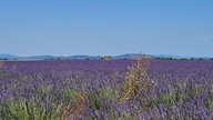 Lavendel 