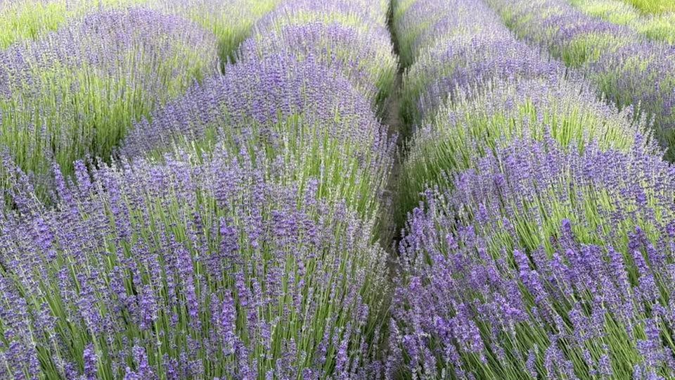 Lavendel 