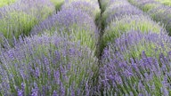 Lavendel 