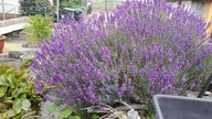 Lavendel 